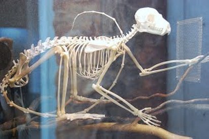 Skeletal/Muscular System - Lemurs